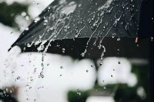 家有暴雨，小雨的成长蜕变